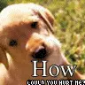 Animal Cruelty
