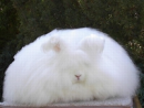 Fluffy bunny