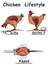 chicken's life style