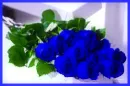 Blue Roses
