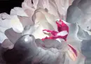 A pink and white flower