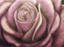 Purple Rose