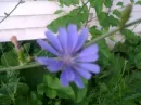 Bluish, purplish flower