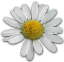 Daisy
