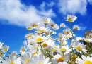 Daisies 