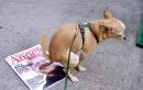 Pupu the chihuahua