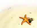 sea star