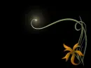 flower :-D