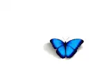 blue butterfly