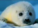 save me