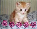Amber Cat