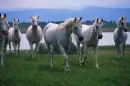 herd of horses