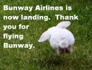 flying bunny!