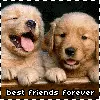 Puppies
