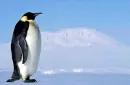 Penguins Kissing