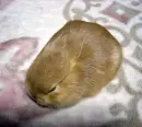 Small Bunny