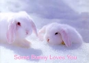 Some Bunny Loves You