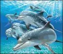 Beth Dolphin