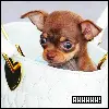 Cute Chihuahua