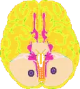 Brain
