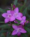 purple flowers