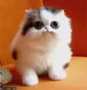 Smaller cute cat