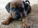 Cuttie