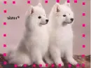 dogs