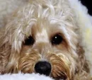 Cute puppy eyes