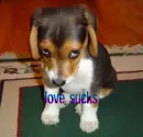 love sucks