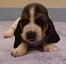 puppy basset