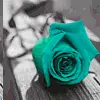 changing rose