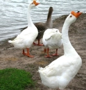 geese