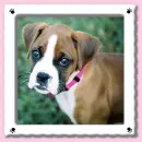 female boxer pup