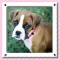 boxer puppy