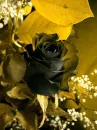 black rose