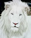 white lion