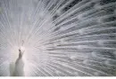 white peacock