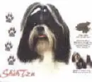 Shih-Tzu
