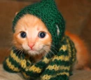 Clothed Kitten 