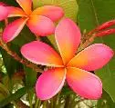 Plumeria