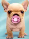 babybulldog1