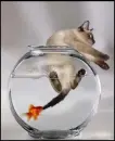 fish bites cat
