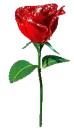 redrose1