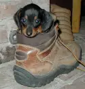 dachshund