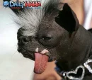 uglydog1
