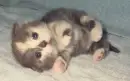 cutecat1