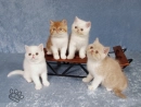 cutekittens1