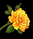 yellow rose