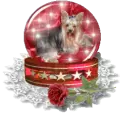 dog globe